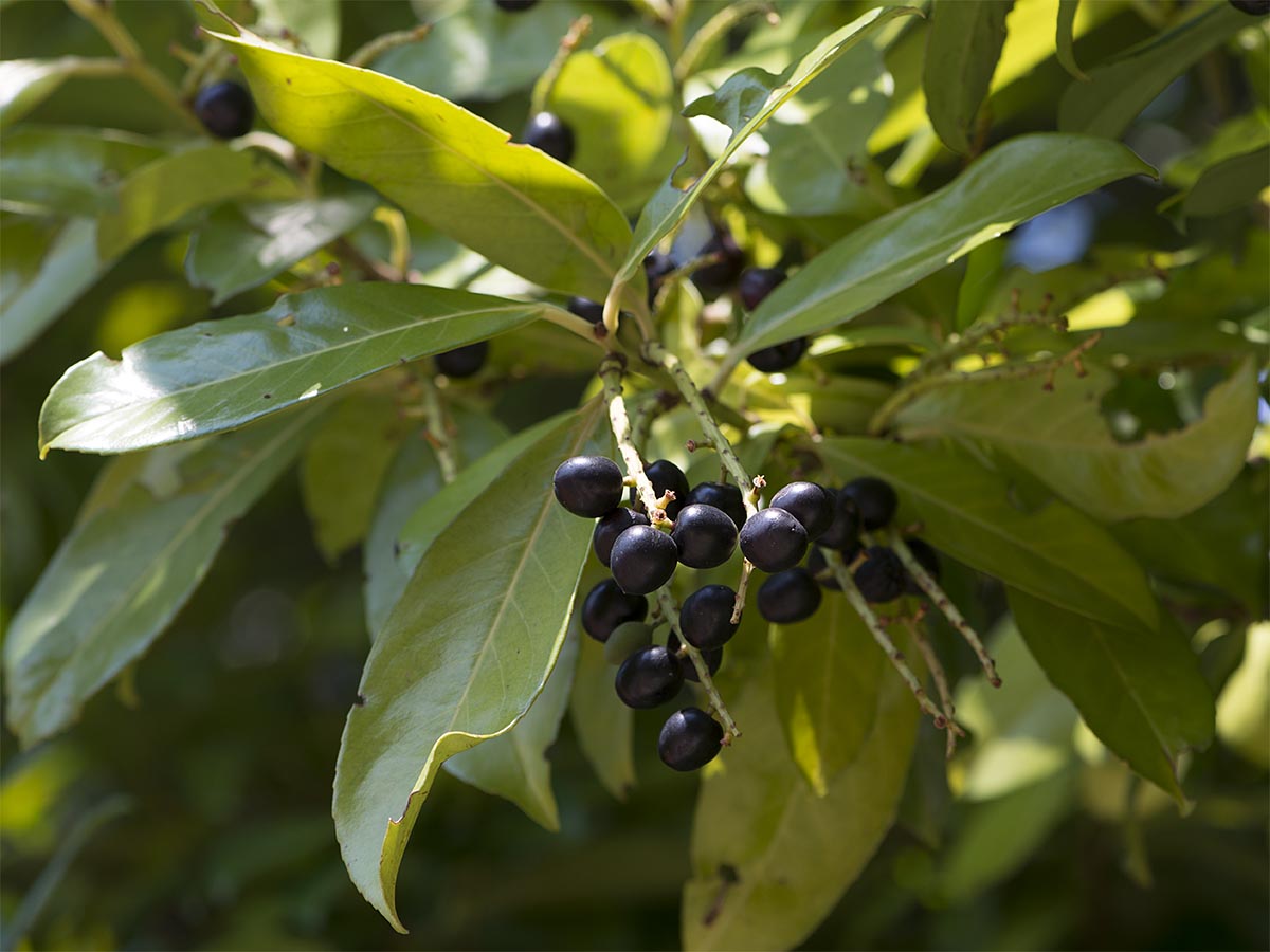 Prunus laurocerasus